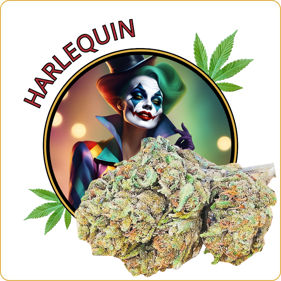 harlequin cbd pas cher