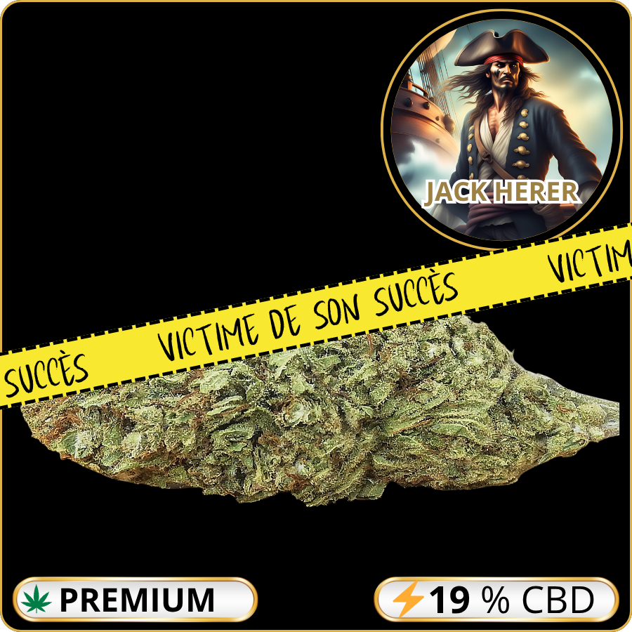 jack herer cbd