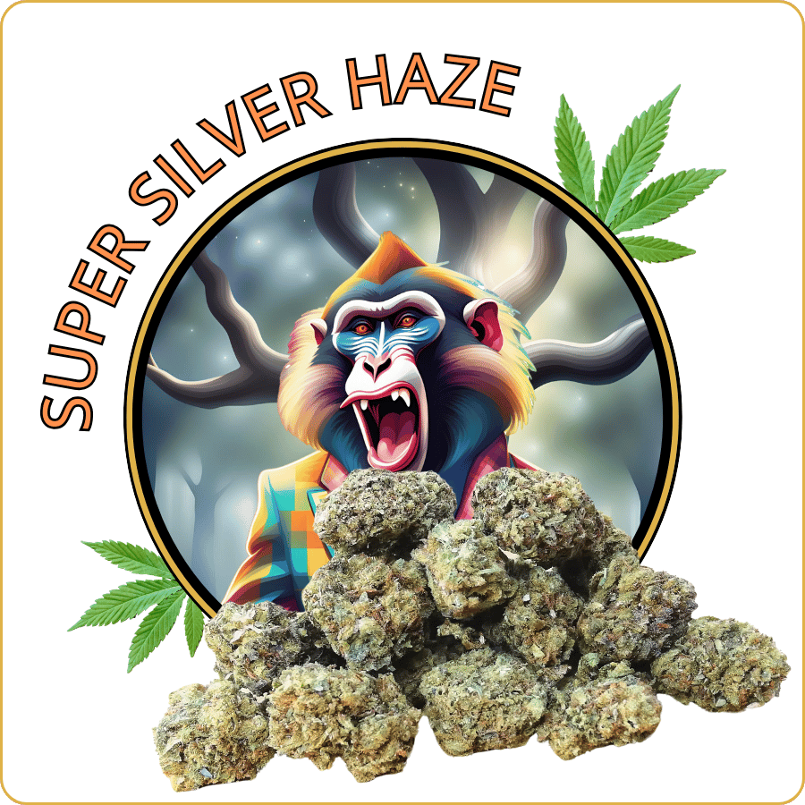 small buds cbd super silver haze