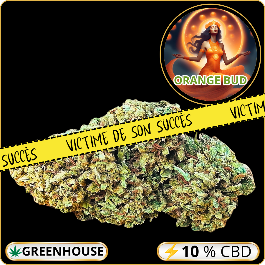 orange bud cbd