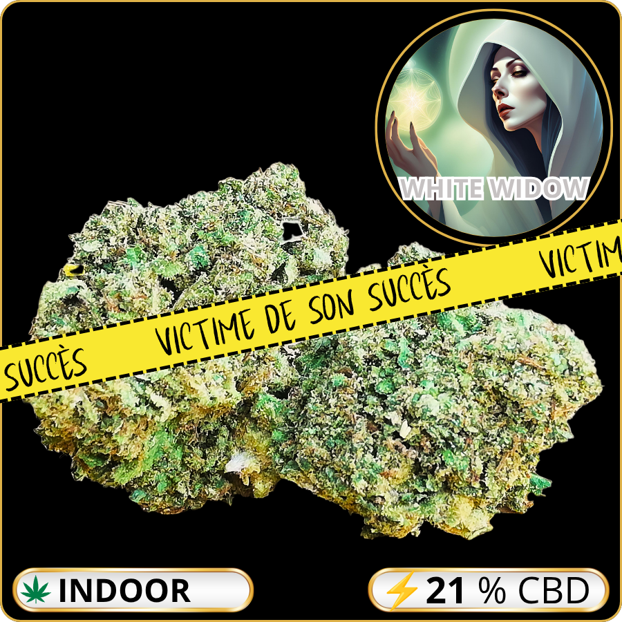 white widow cbd