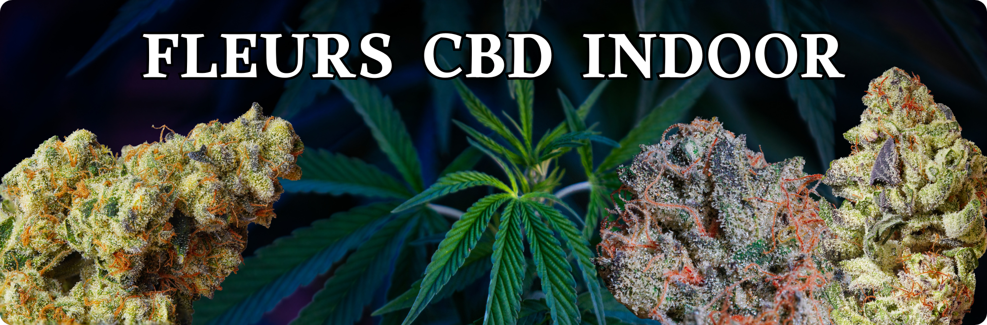 CBD indoor premium cultivé en intérieur
