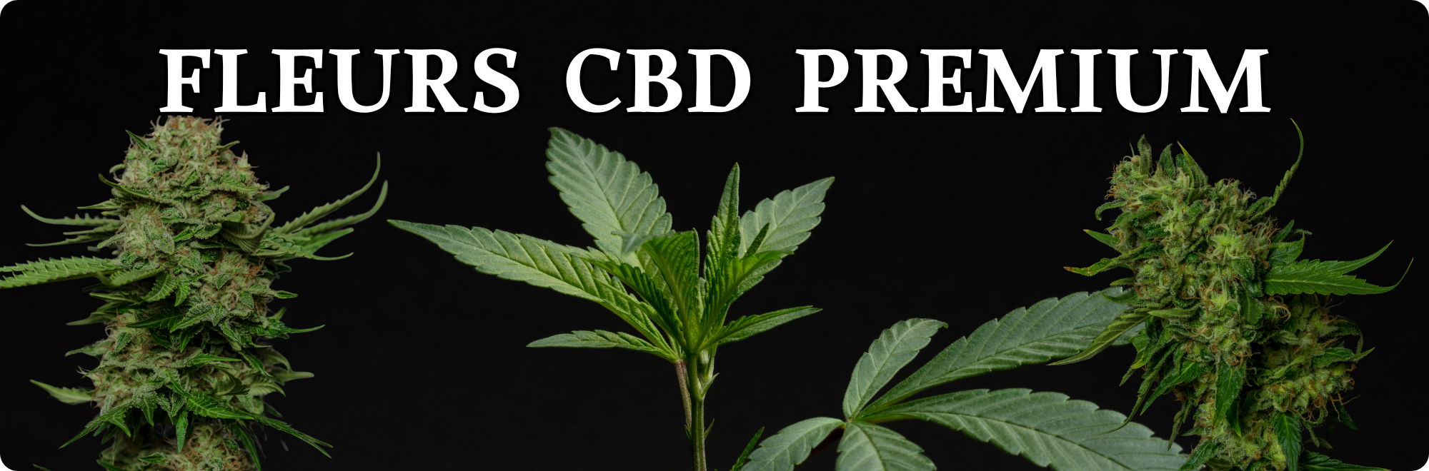 CBD premium haut de gamme