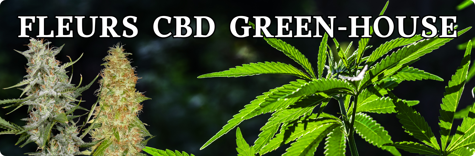 CBD greenhouse cultivé sous serre