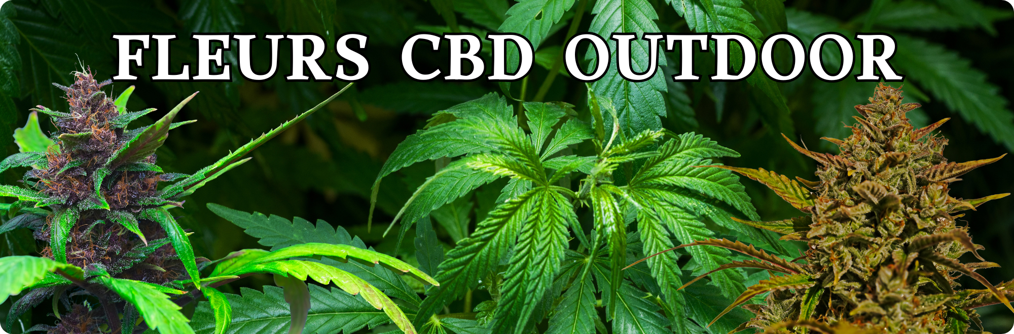 CBD outdoor cultivé en plein air