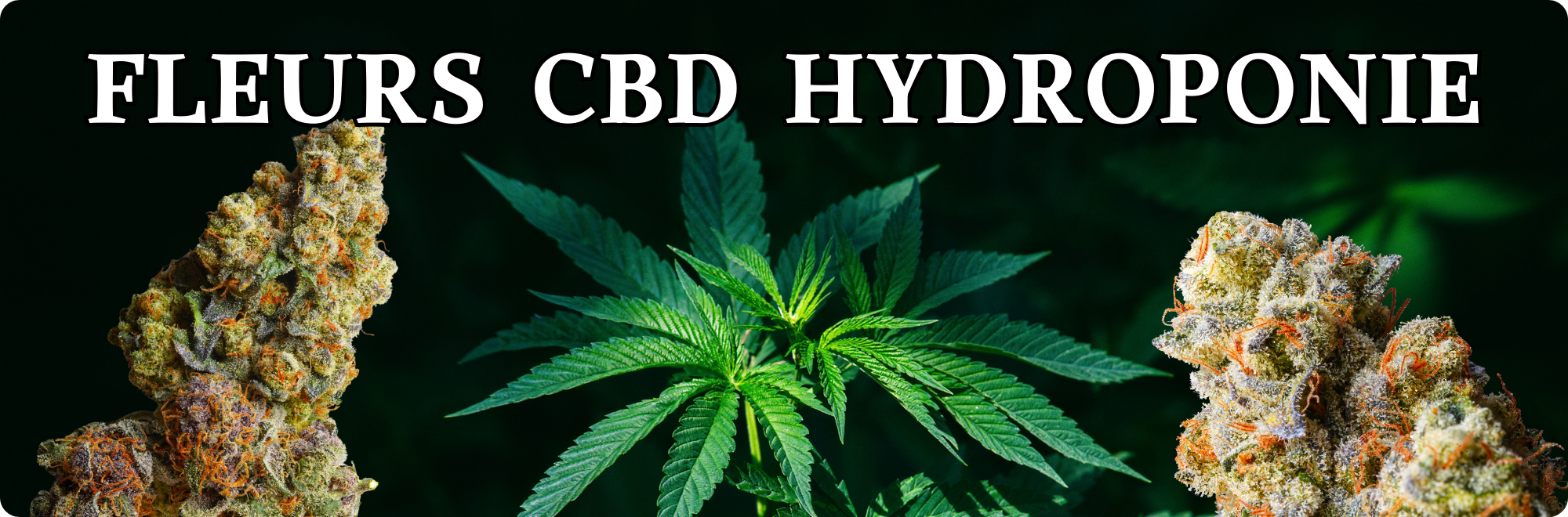 cbd hydroponie