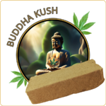 buddha kush resine cbd pas cher
