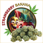 small buds cbd strawberry