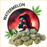 small buds cbd watermelon