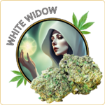 white widow fleur cbd pas cher