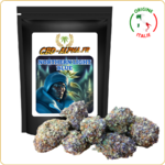 northern light blue cbd pas cher