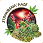 strawberry haze fleur cbd pas cher