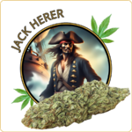 jack herer fleur cbd premium