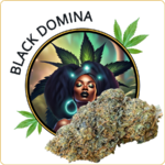 black domina cbd pas cher