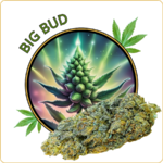 big bud cbd pas cher