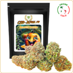 mango kush cbd avis effet prix