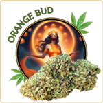 orange bud cbd pas cher