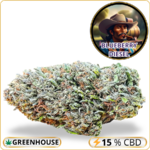 blueberry diesel cbd