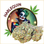 harlequin cbd pas cher