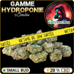 small buds cbd pas cher watermelon