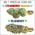 box fleurs CBD - box CBD pas cher - strawberry banana CBD - Blueberry CBD