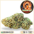 orange bud cbd