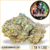 harlequin cbd