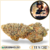 candy kush cbd
