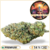 acapulco gold cbd