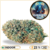 blue dream kush cbd