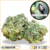 white widow cbd
