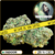 white widow cbd