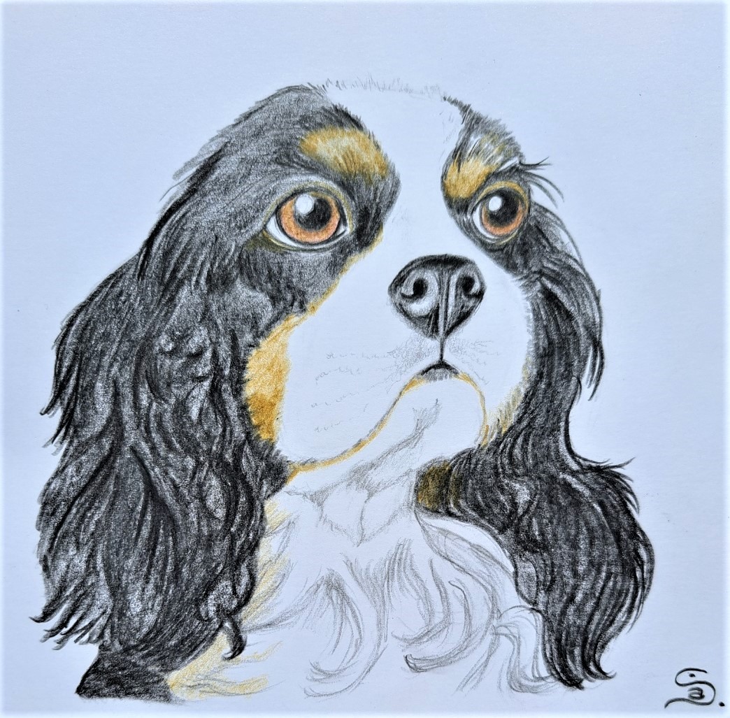 Cavalier King Charles