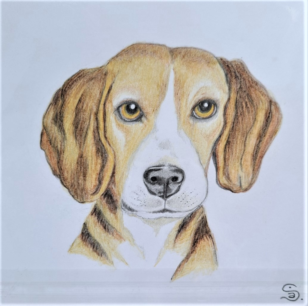 Beagle