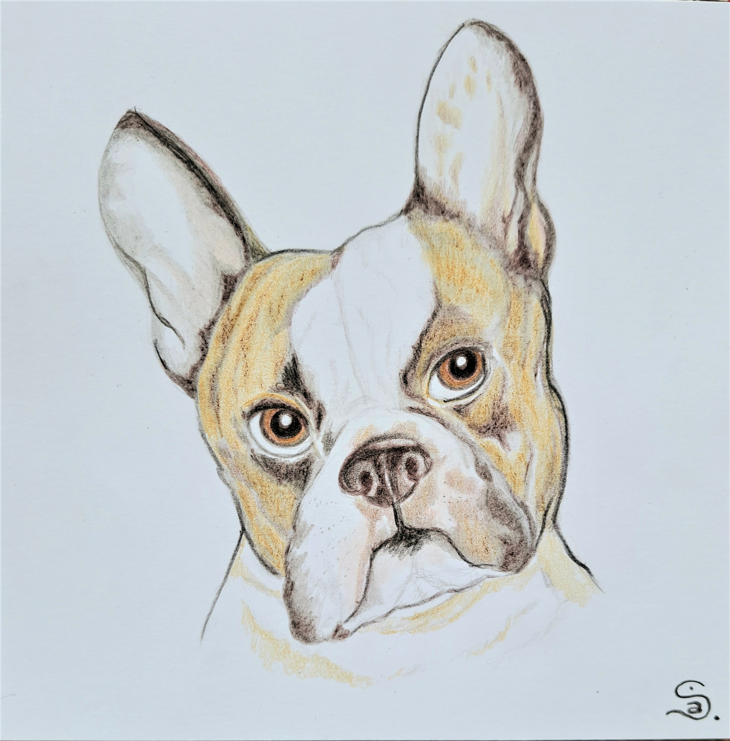 Bouledogue Français