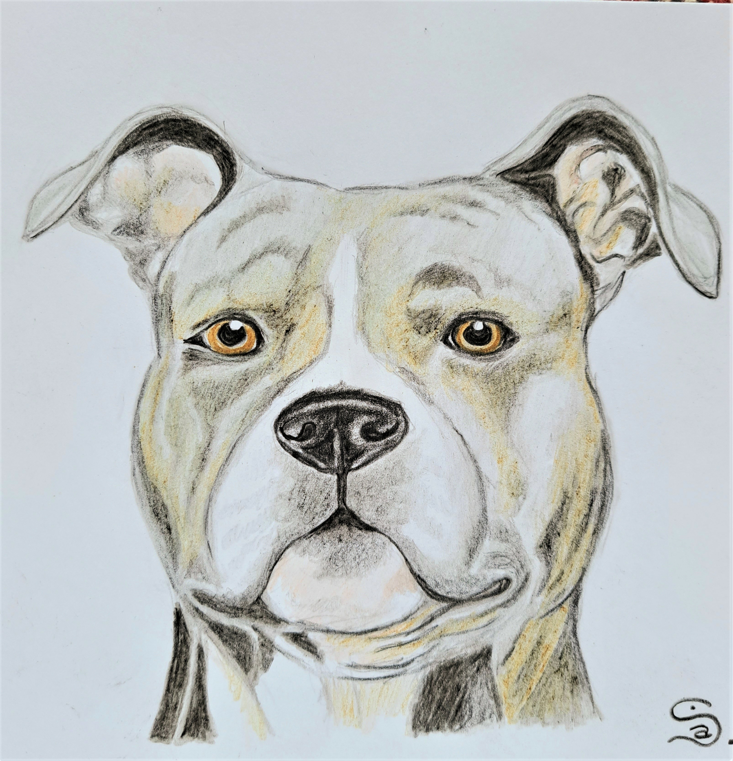 American Stafford Terrier