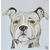 American Stafford Terrier