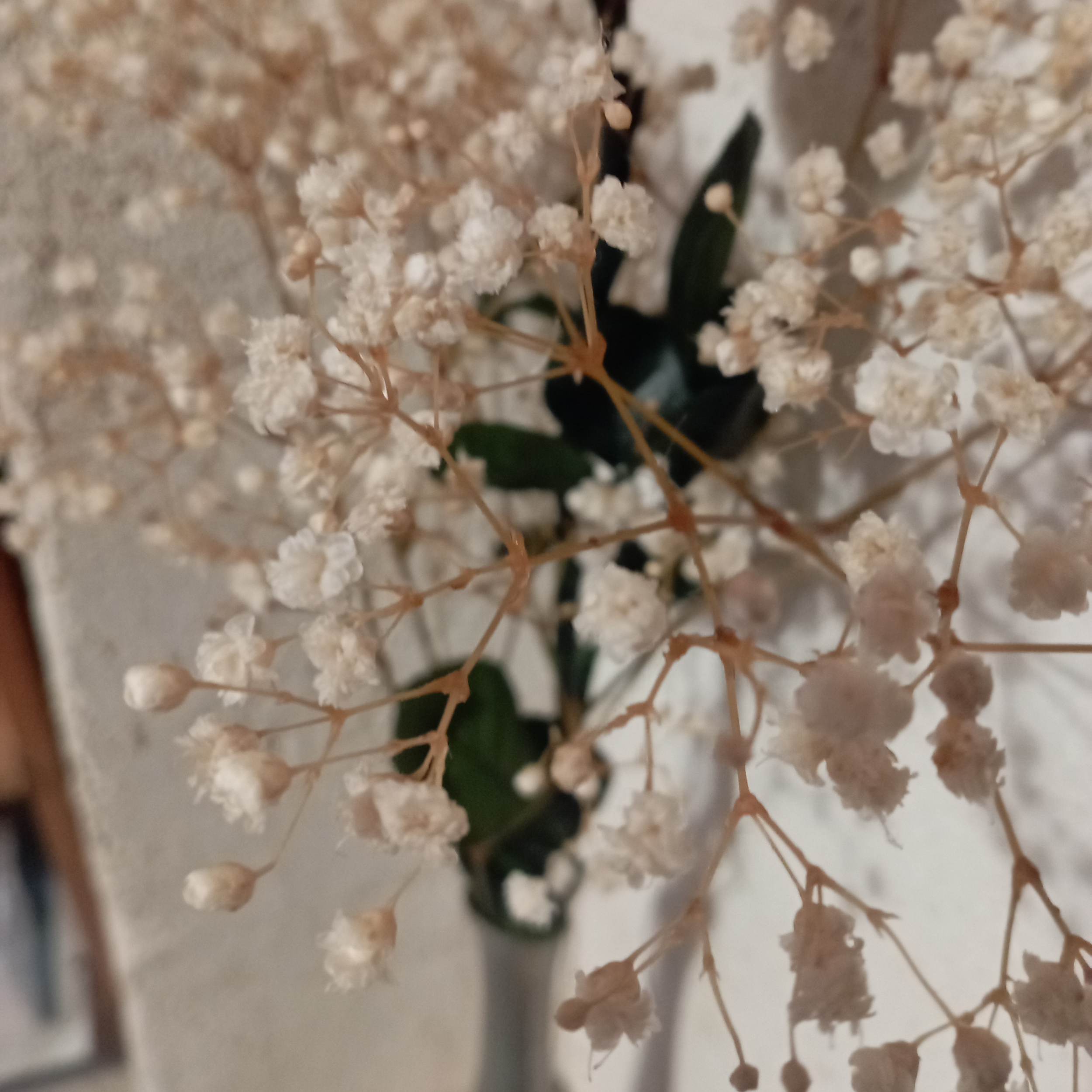 Gypsophile Stabilisé Fée florale