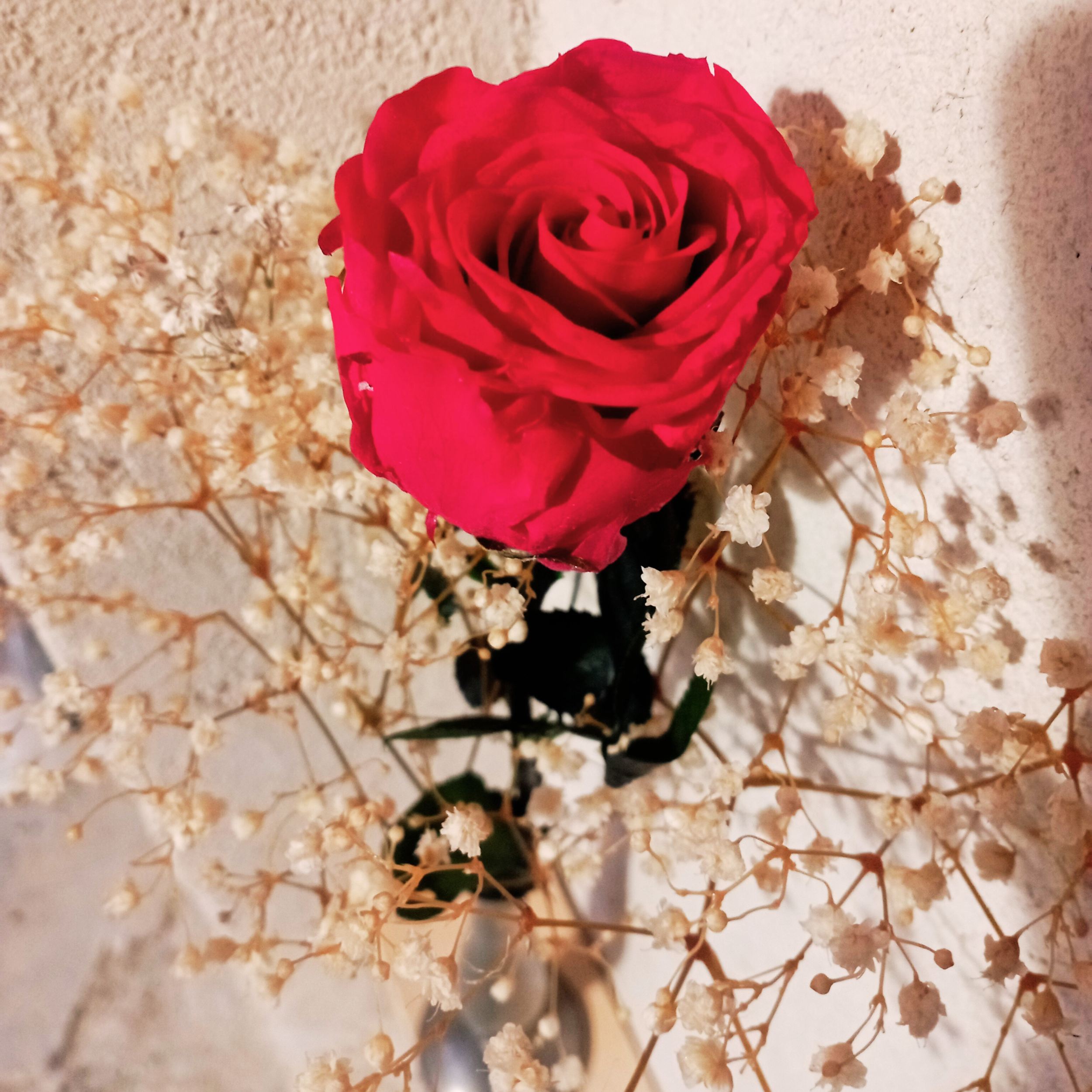 Rose éternelle rouge et gypsophile stabilisé Saint Valentin
