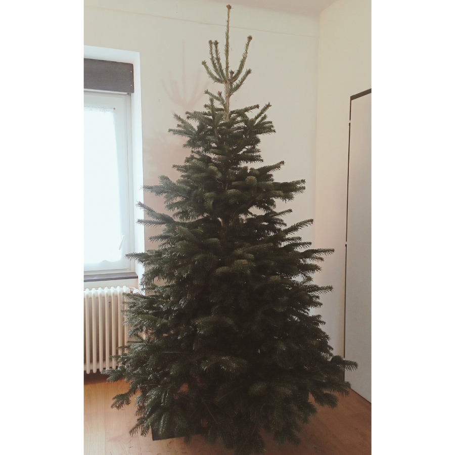 Nordmann