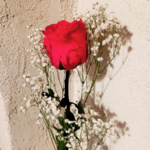 Rose éternelle rouge et gypsophile séché Saint Valentin