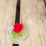 Mini cloche rose éternelle - fée florale