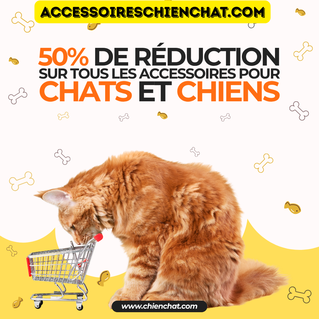 publication instagram animalerie jaune et orange