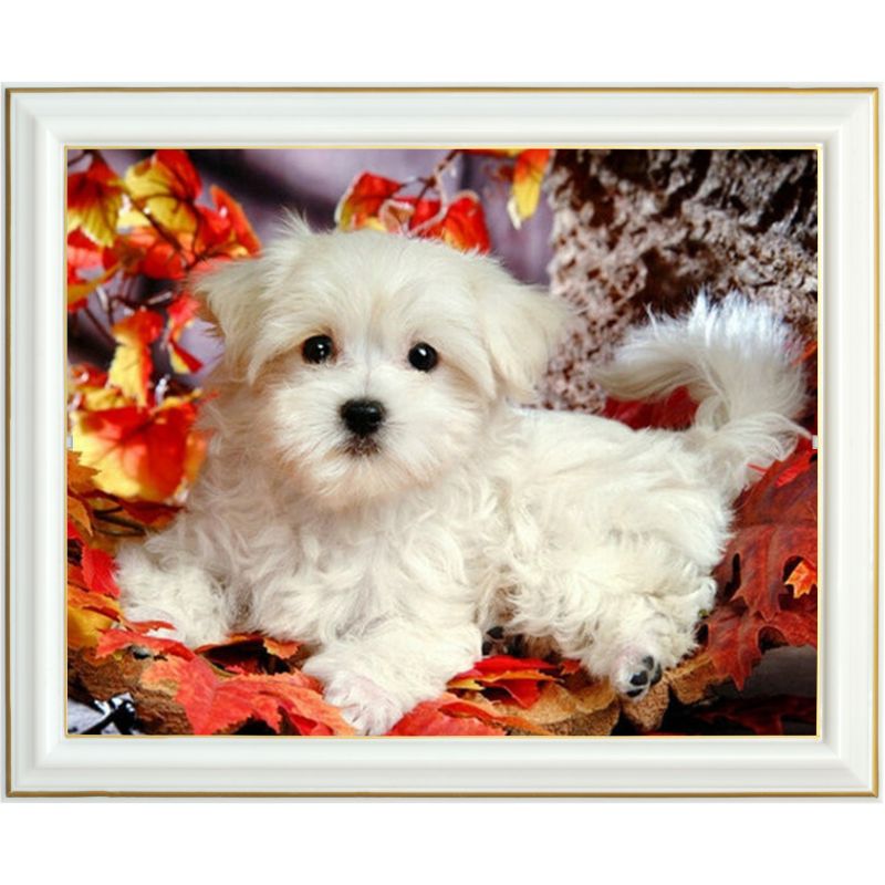 broderie-diamant-chien-bichon