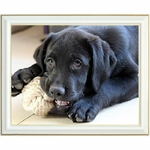 peinture-diamant-labrador-noir-chiot