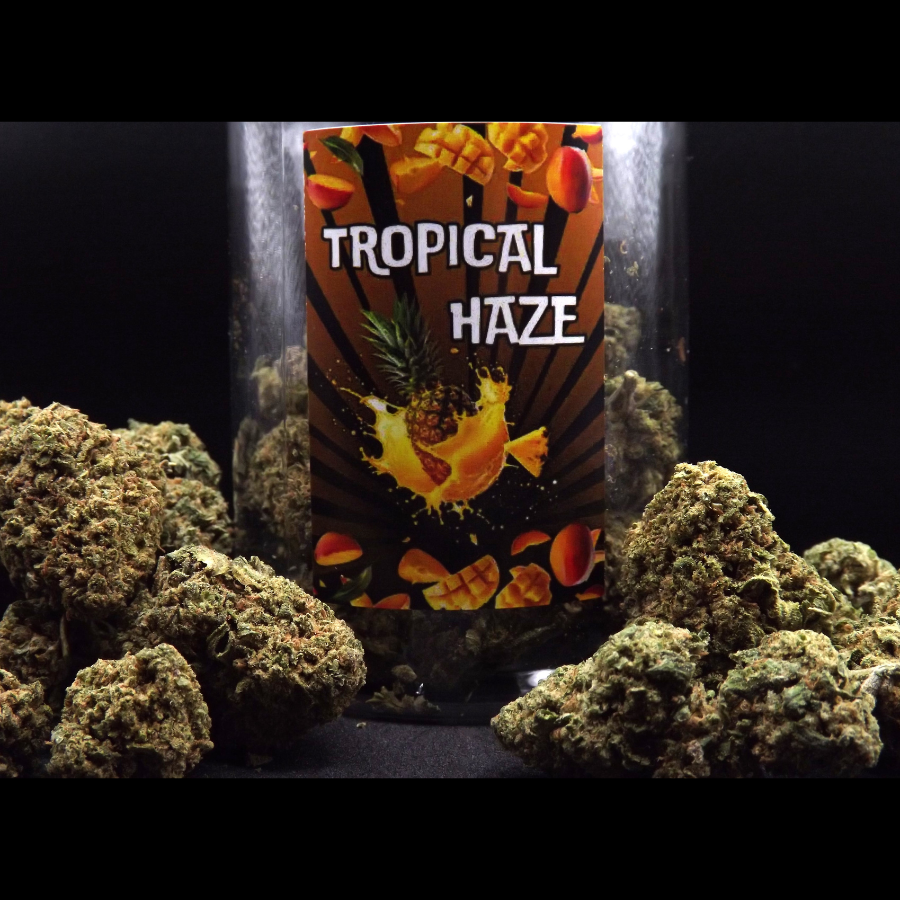 TROPICAL_HAZE_FLEURS_DE_CBD_002