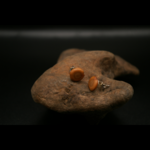 PUCE_ALBIZI_BOUCLE_D_OREILLES_ARTISANALES_GRAINES_002