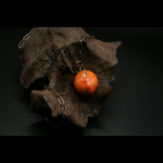 OSMOSE_COLLIER_ARTISANAL_GRAINES_005