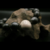 SAVON-DE-CANIQUE-BRACELET