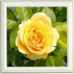 broderie-diamant-rose-jaune